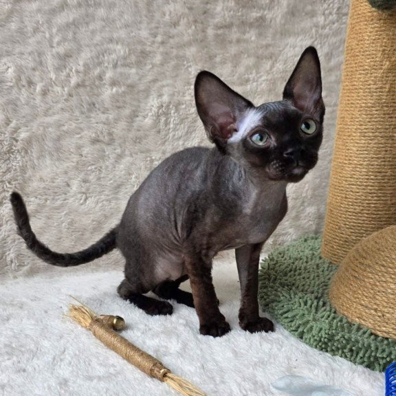 Devon Rex Carmensita