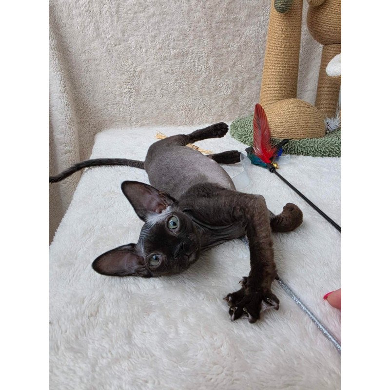 Devon Rex Carmensita