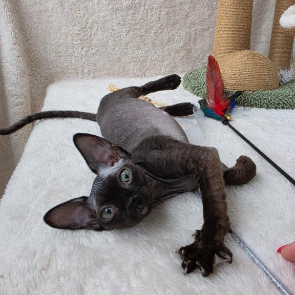 Devon Rex Carmensita
