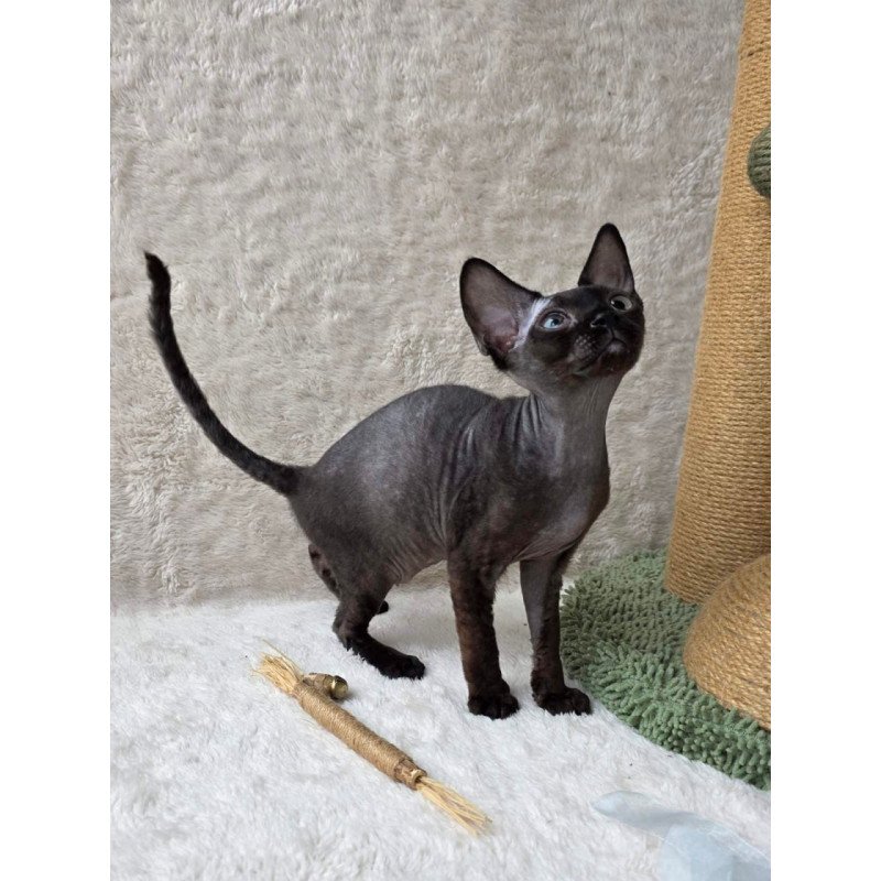Devon Rex Carmensita