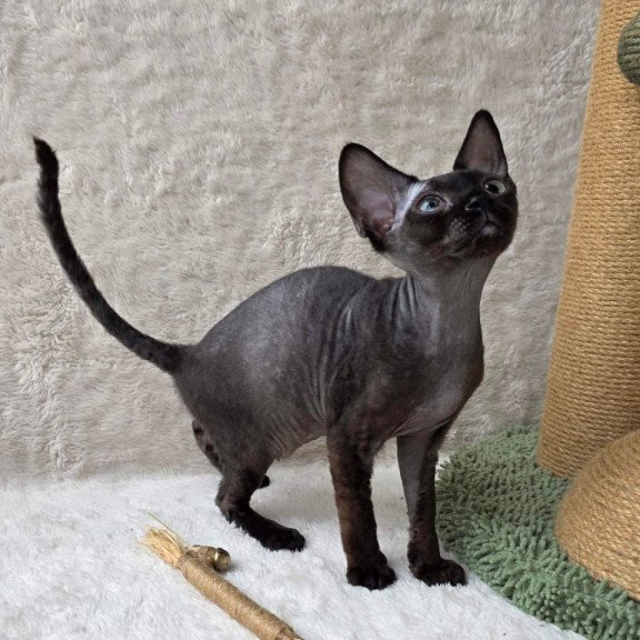 Devon Rex Carmensita