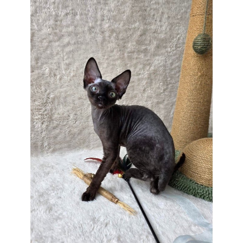 Devon Rex Carmensita
