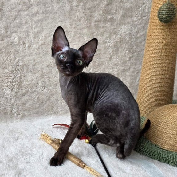 Devon Rex Carmensita