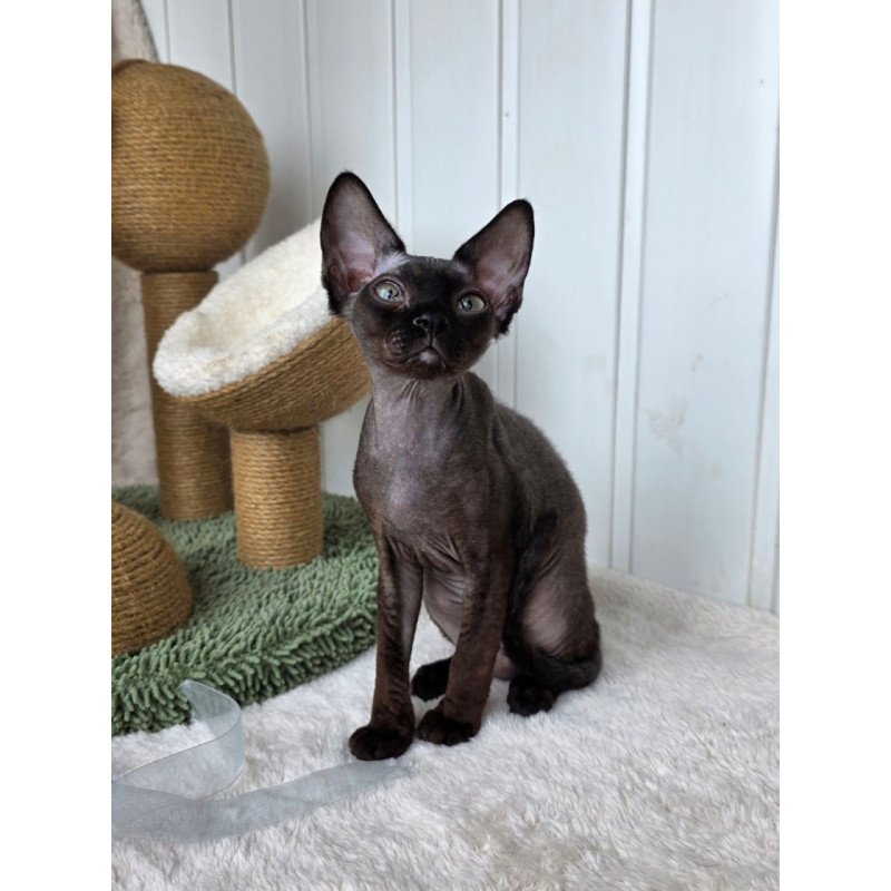 Devon Rex Carmensita