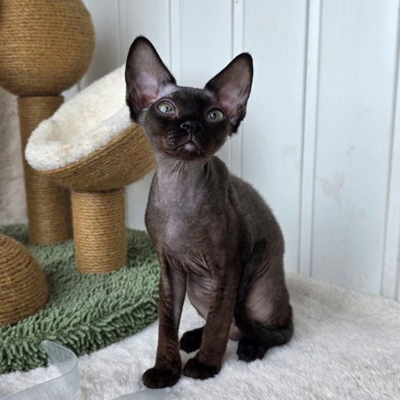 Devon Rex Carmensita