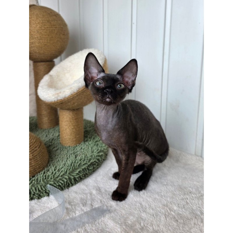 Devon Rex Carmensita