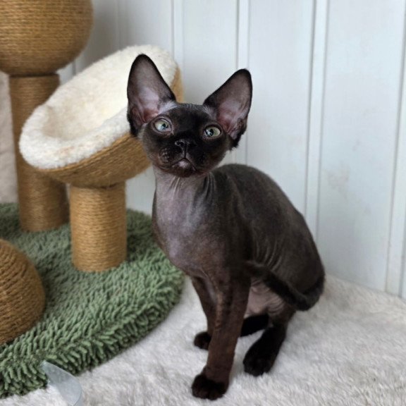 Devon Rex Carmensita