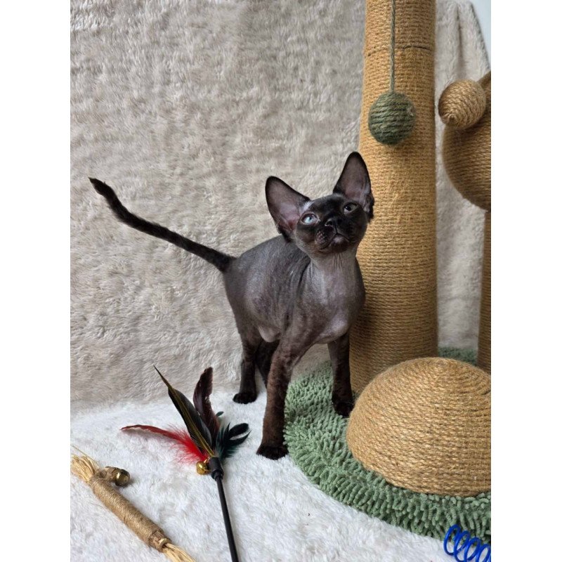 Devon Rex Carmensita