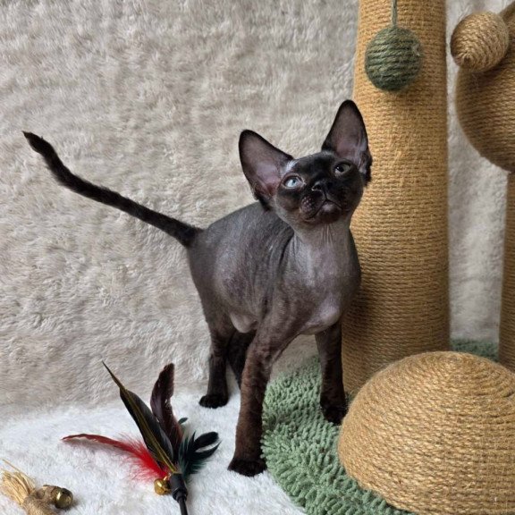 Devon Rex Carmensita