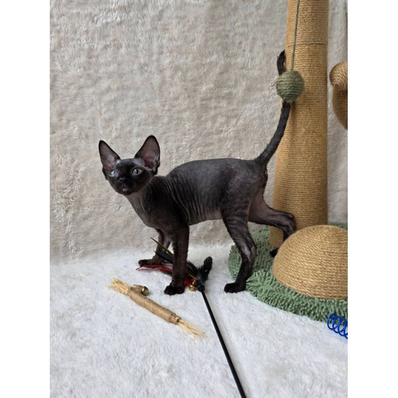 Devon Rex Carmensita