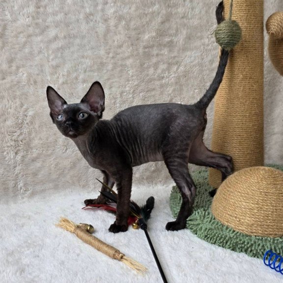 Devon Rex Carmensita