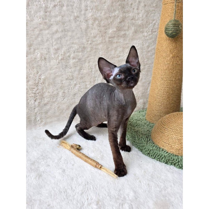 Devon Rex Carmensita