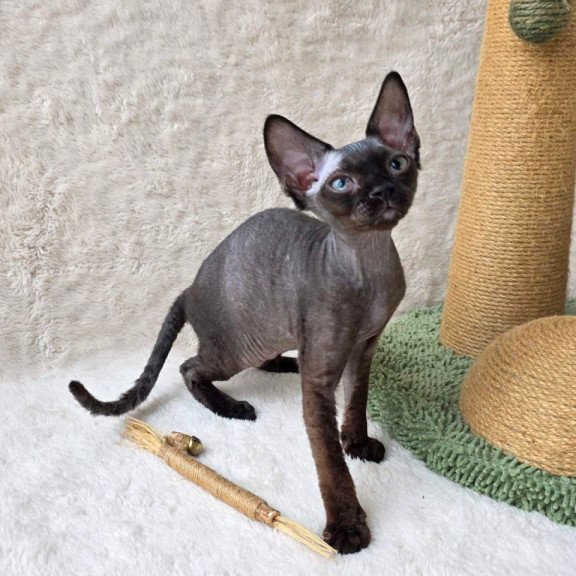 Devon Rex Carmensita