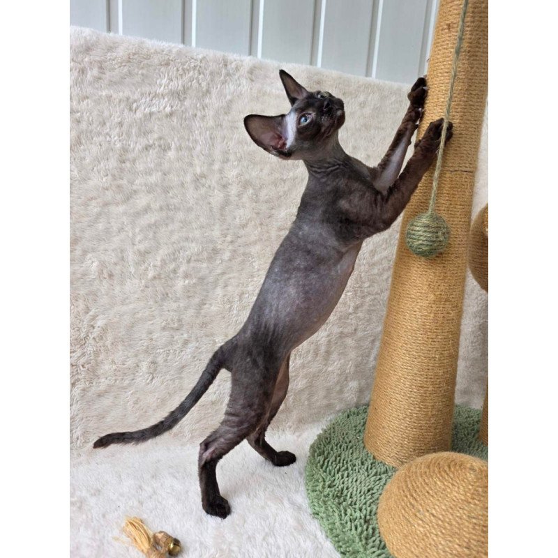 Devon Rex Carmensita