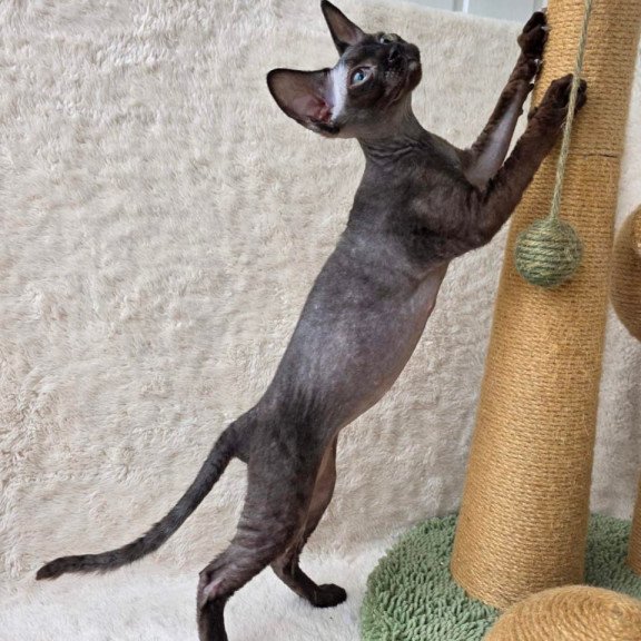 Devon Rex Carmensita
