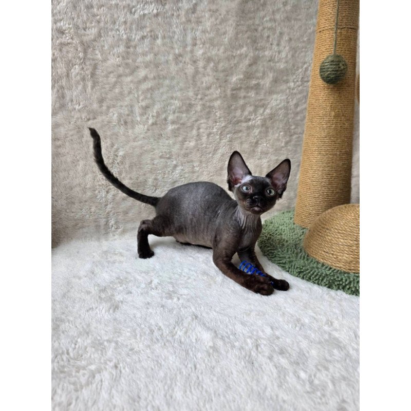 Devon Rex Carmensita