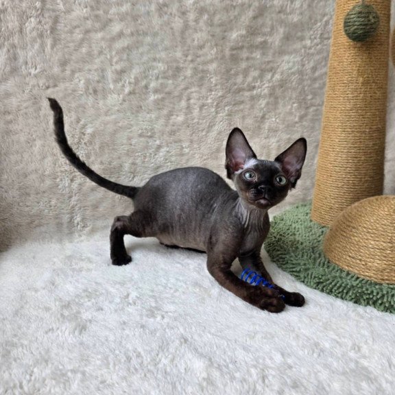 Devon Rex Carmensita