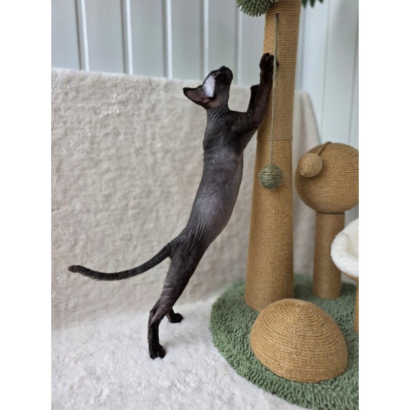 Devon Rex Carmensita