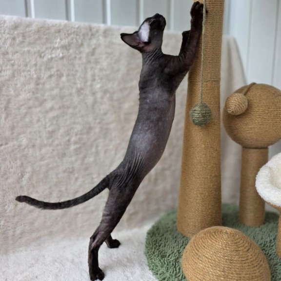 Devon Rex Carmensita
