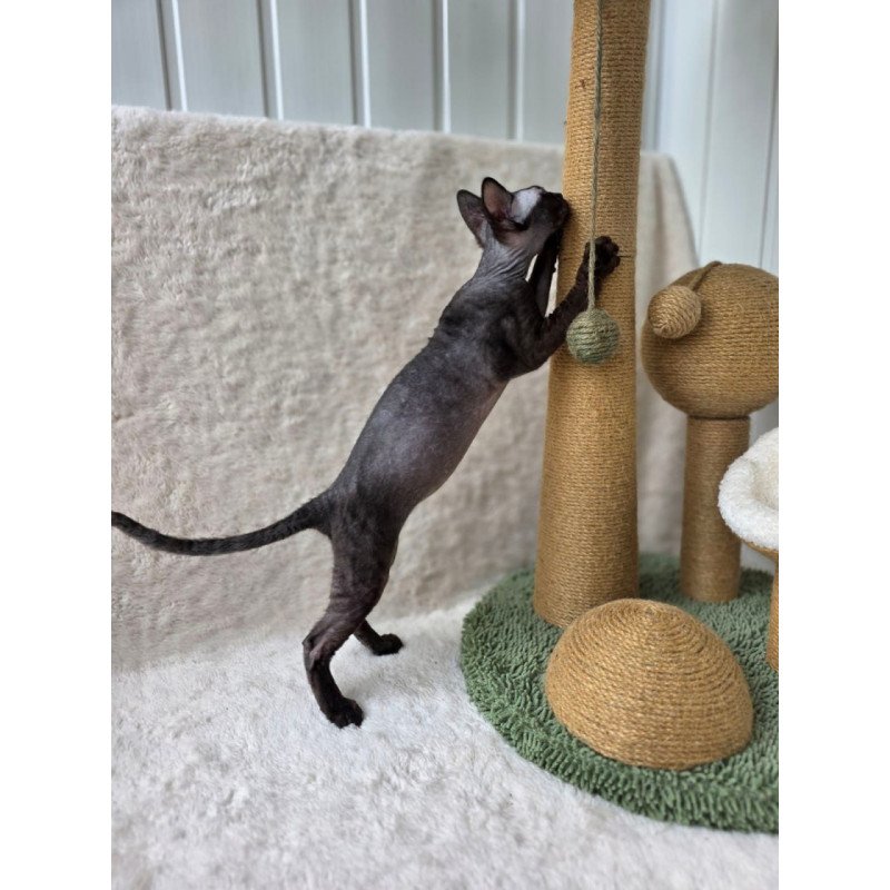 Devon Rex Carmensita