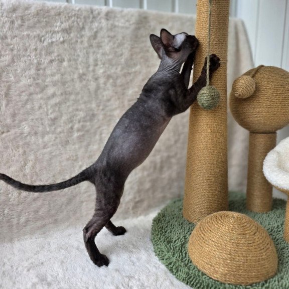 Devon Rex Carmensita