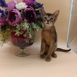 Abyssinian Kraven