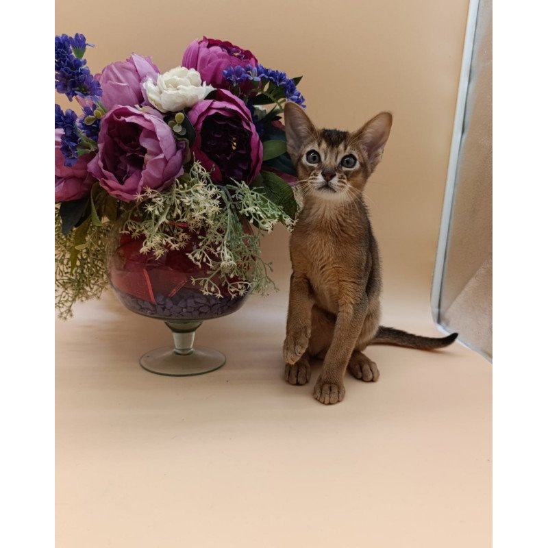 Abyssinian Kraven