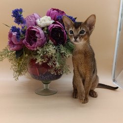 Abyssinian Kraven