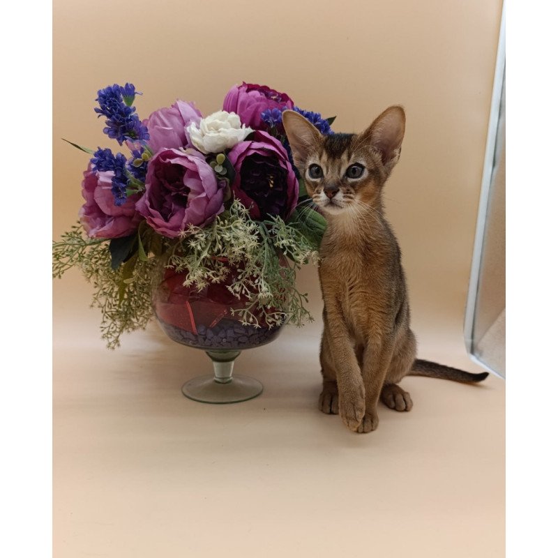 Abyssinian Kraven