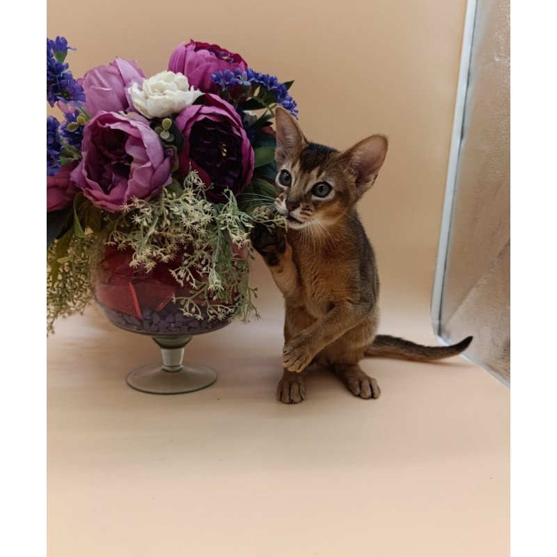 Abyssinian Kraven