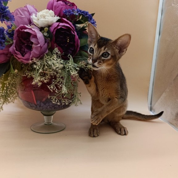 Abyssinian Kraven