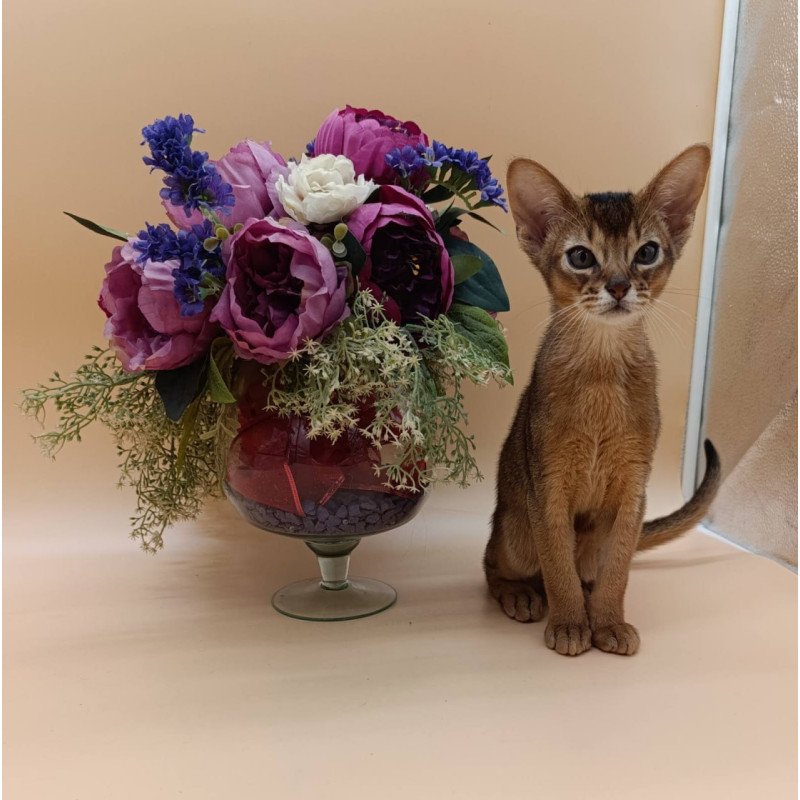 Abyssinian Kraven