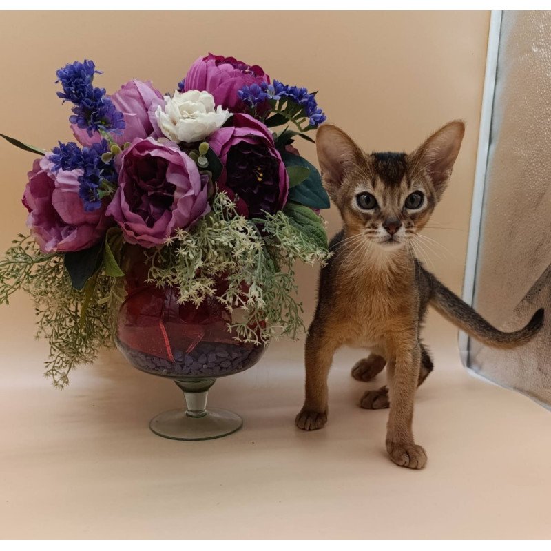 Abyssinian Kraven