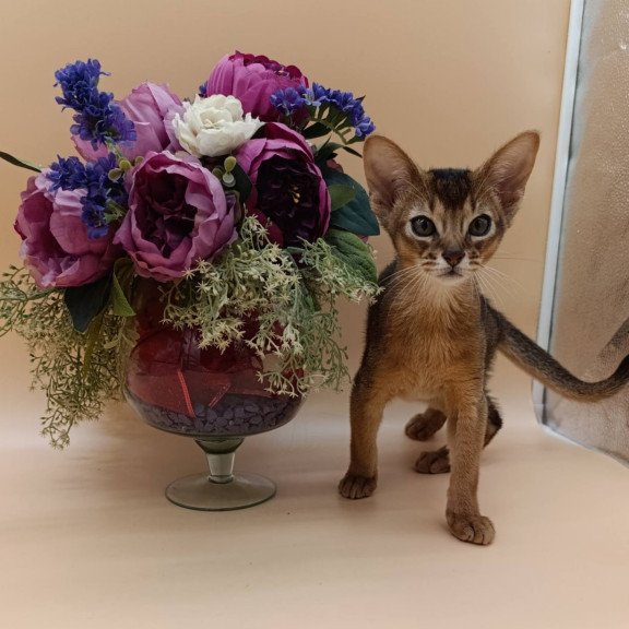 Abyssinian Kraven