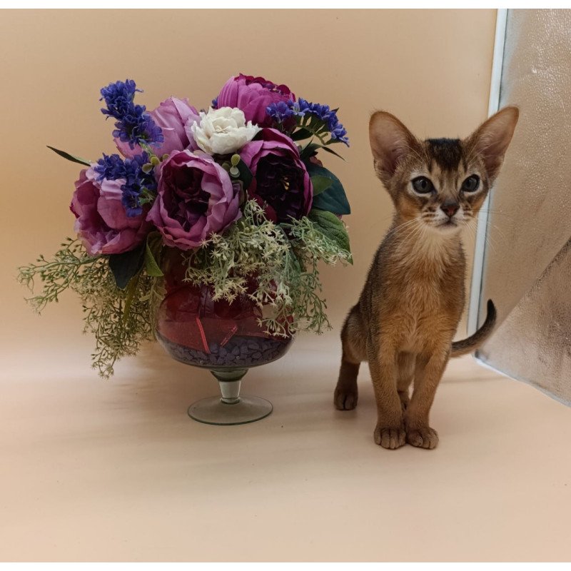 Abyssinian Kraven