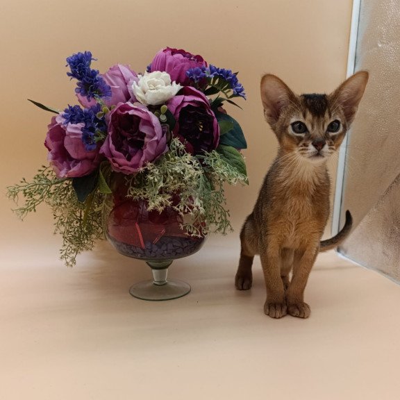 Abyssinian Kraven