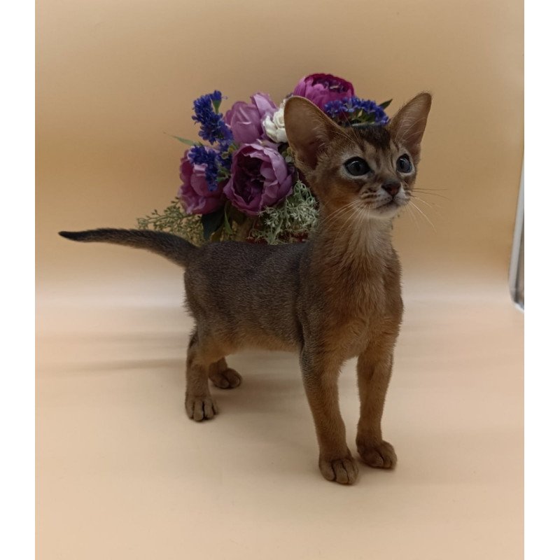 Abyssinian Kraven