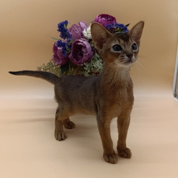 Abyssinian Kraven