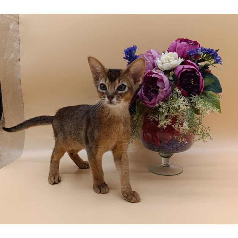 Abyssinian Kraven