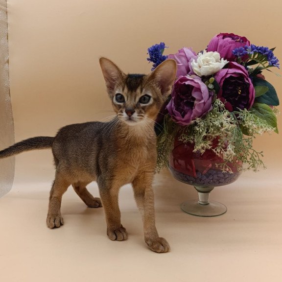 Abyssinian Kraven
