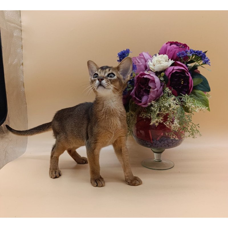 Abyssinian Kraven