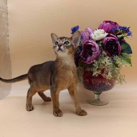 Abyssinian Kraven