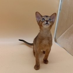 Abyssinian Lucky