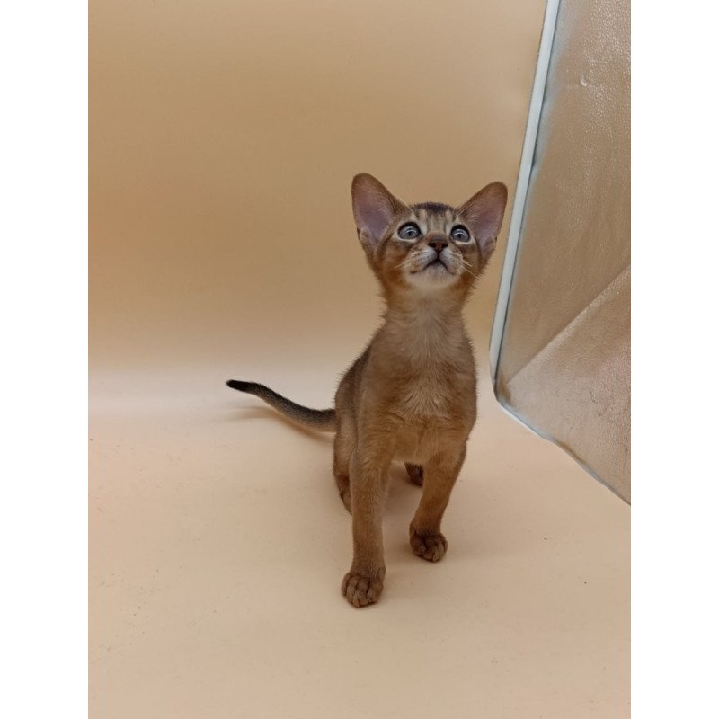 Abyssinian Lucky