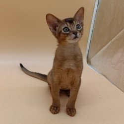 Abyssinian Lucky