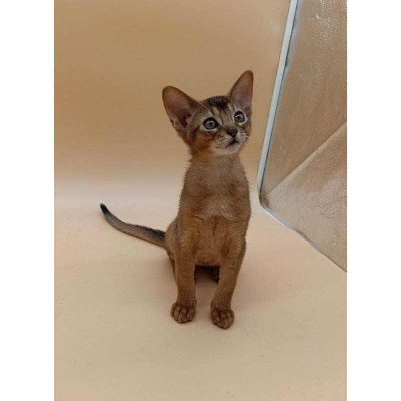 Abyssinian Lucky