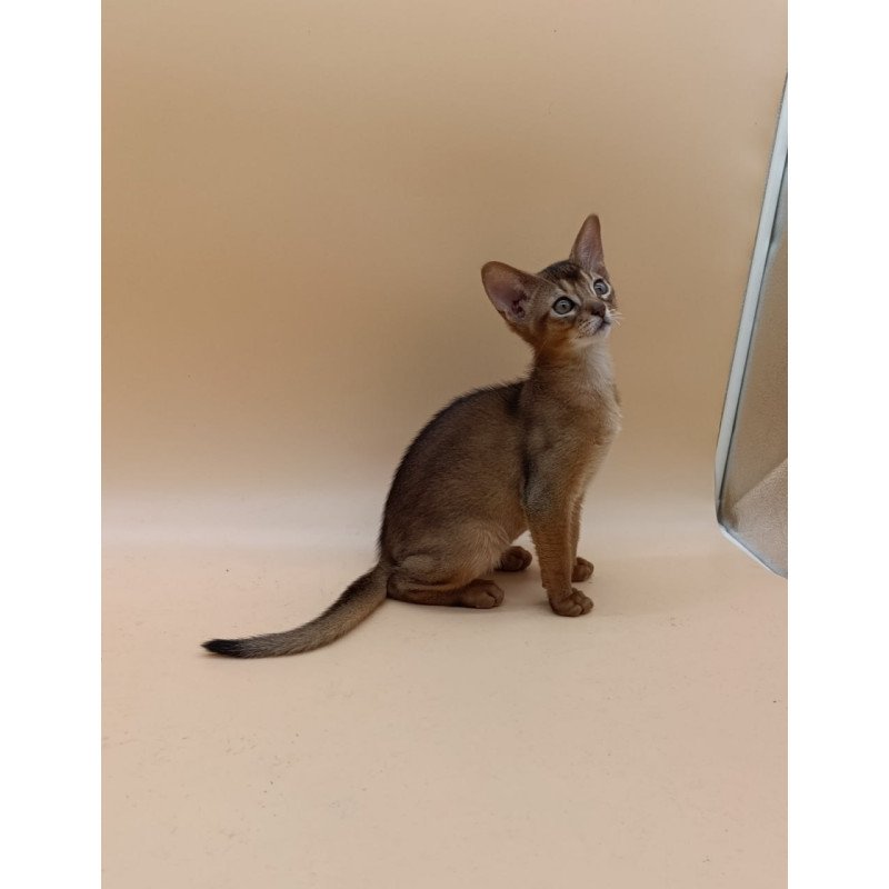 Abyssinian Lucky
