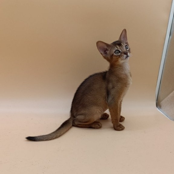 Abyssinian Lucky
