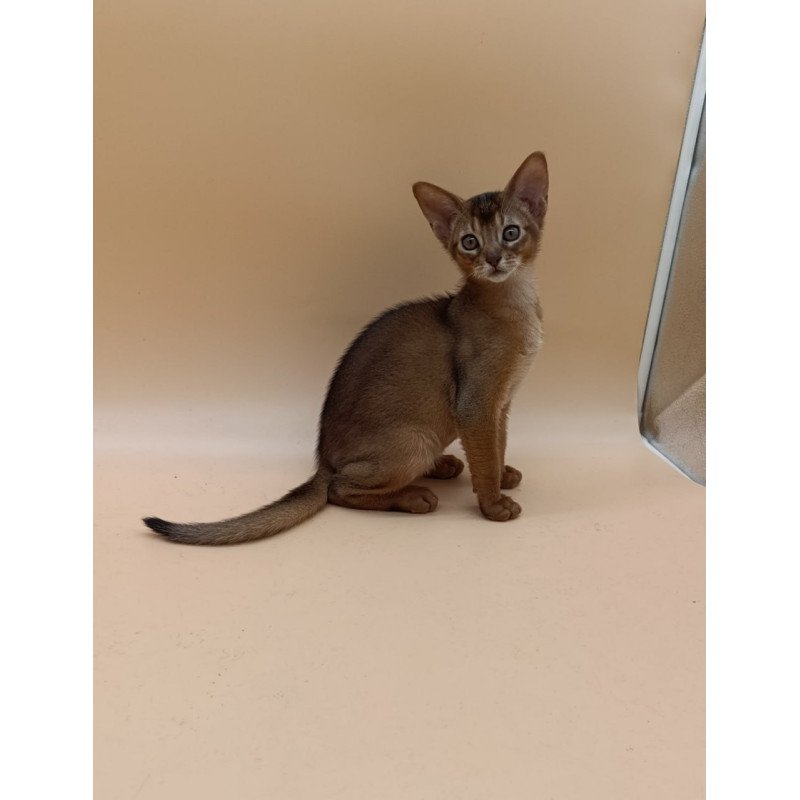 Abyssinian Lucky