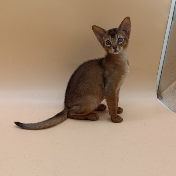Abyssinian Lucky